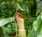 Vabzdžiaėdis ąsotenis, Borneo, Malaizija