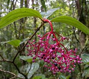 Azijos vynuogė, Borneo, Malaizija