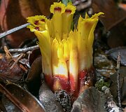 Laukinio imbiero žiedas, Borneo, Malaizija