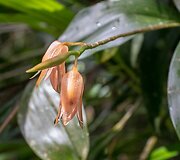 Orchidėja, Borneo, Malaizija