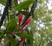 Borneo, Malaizija