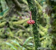 Borneo, Malaizija