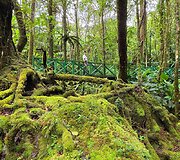 Kinabalu papėdėje, Borneo, Malaizija