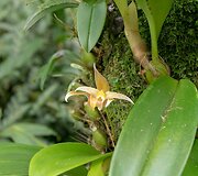 Orchidėja, Borneo, Malaizija
