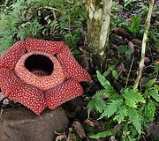 Raflezija, Borneo, Malaizija