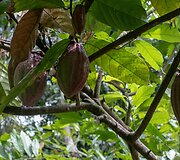 Kakavos vaisiai, Borneo, Malaizija