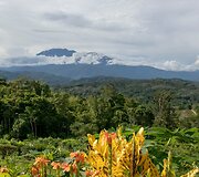 Sabos arbatos plantacija su vaizdu i Kinabalu kalną, Borneo, Malaizija