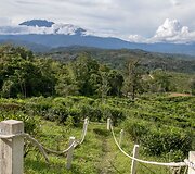 Sabos arbatos plantacija, Borneo, Malaizija