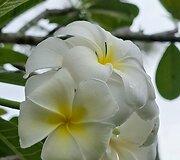 Borneo, Malaizija