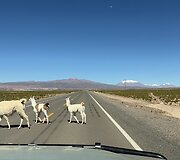 Bolivija