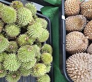 Durijaus vaisiai, Borneo sala