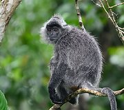 Borneo sala