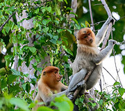 Borneo sala