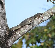 Borneo sala
