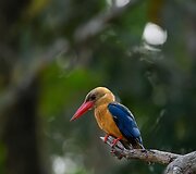 Borneo sala