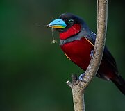 Borneo sala
