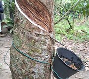 Kaučiukmedis, Borneo sala