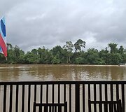 Borneo sala