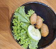 Borneo sala