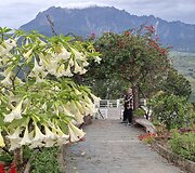 Borneo sala