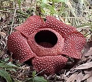 Borneo sala