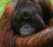 Borneo sala