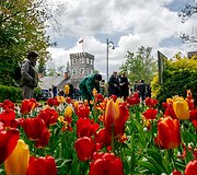 Burbi&scaron;kio dvaro festivalis &bdquo;Tulpių žydėjimo &scaron;ventė&ldquo;