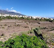 Tenerifė
