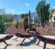 Tenerifė