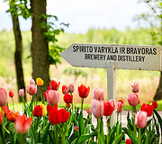 Pavasarinis žydėjimas Pakruojo dvare
