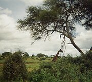 Tanzanija