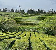 Gorreana arbatos plantacija