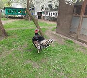 Ingridos ir Roberto Dabužinskų &bdquo;Mažųjų draugų&ldquo; ūkis