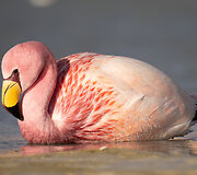 Flamingas, Bolivija