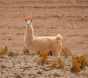 Lama, Bolivija