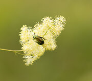 Auksavabalis vingirio pataluose