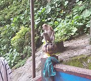 Batu urvai