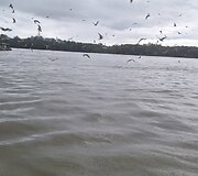 Pauk&scaron;čių stebėjimas
