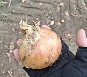 Pilnas laukas nukastų svogūnų
