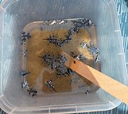 Lietuvis Ispanijos paplūdimyje užfiksavo nuodingus &scaron;liužus