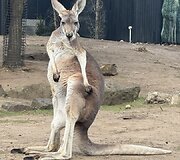 Sidnėjus, Australija