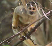 Rimvydo &Scaron;irvinsko-Makaliaus įspūdžiai i&scaron; Peru