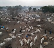 Mundari gentis, Pietų Sudanas