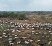 Mundari gentis, Pietų Sudanas