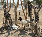 Mundari gentis, Pietų Sudanas