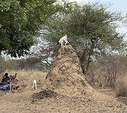 Mundari gentis, Pietų Sudanas