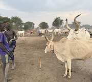 Mundari gentis, Pietų Sudanas