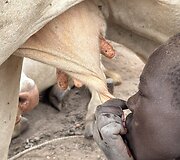Mundari gentis, Pietų Sudanas