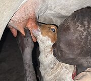Mundari gentis, Pietų Sudanas