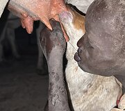 Mundari gentis, Pietų Sudanas